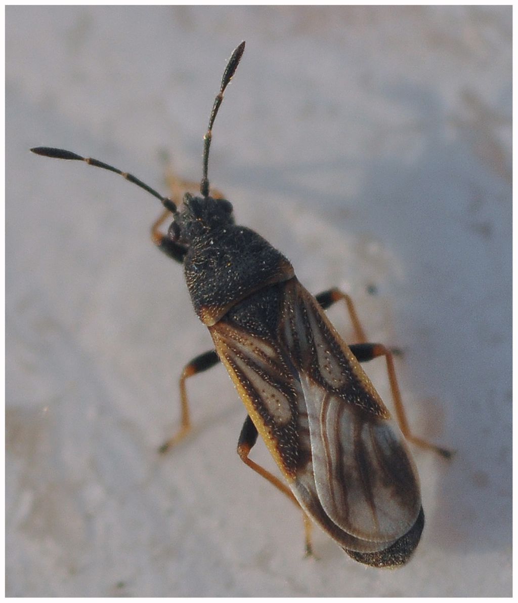 Lygaeidae: Ischnodemus sabuleti